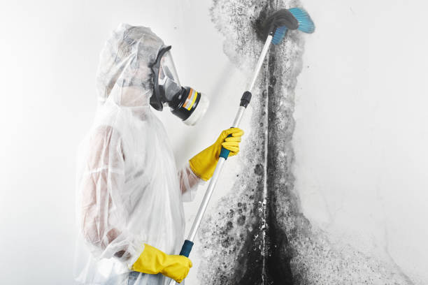 Best Forensic Mold Investigation  in Deer Park, IL