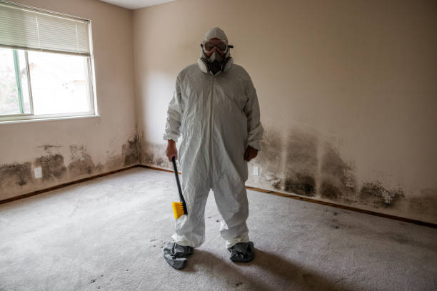 Best Attic Mold Removal  in Deer Park, IL